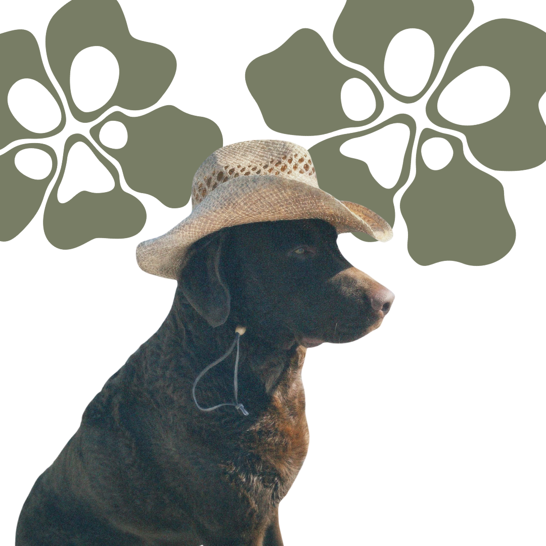 Dog wearing a straw hat with floral patterns in the background representing Treatos Box "The dog box"