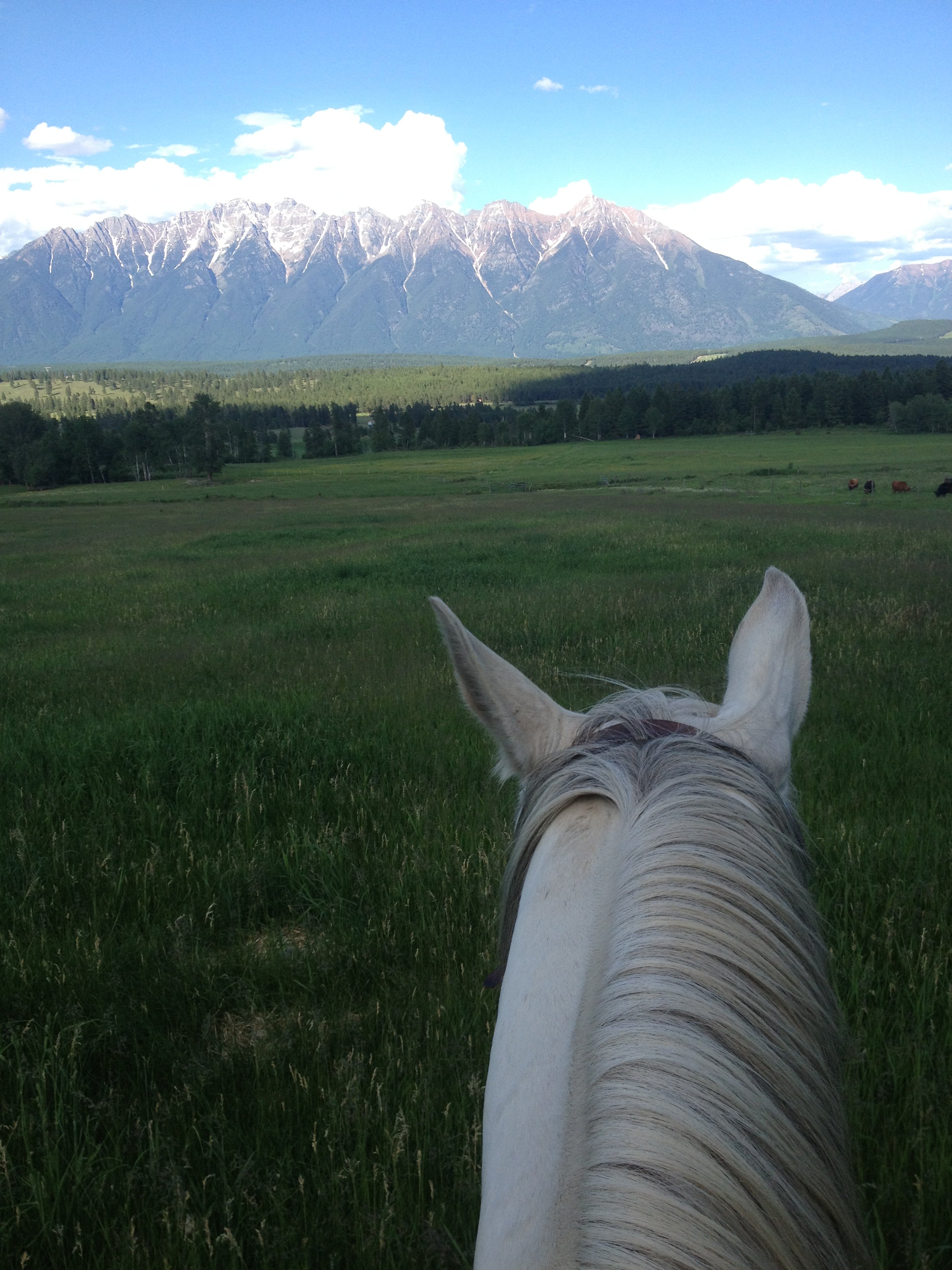 Horse's head with a view of a grassy field and distant mountains.