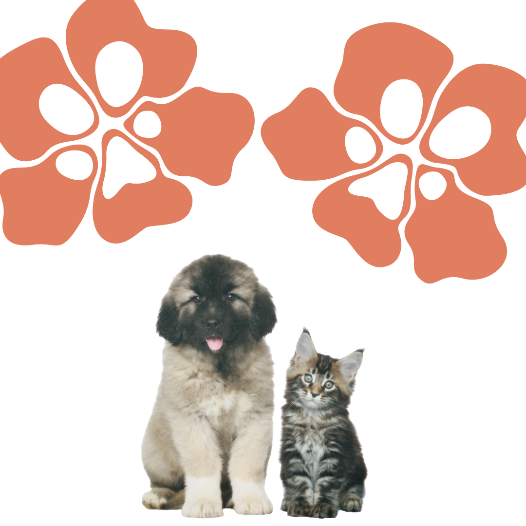 Puppy and kitten standing next to each other with large orange flowers on a white background representing Treatos box "the bitesize box"