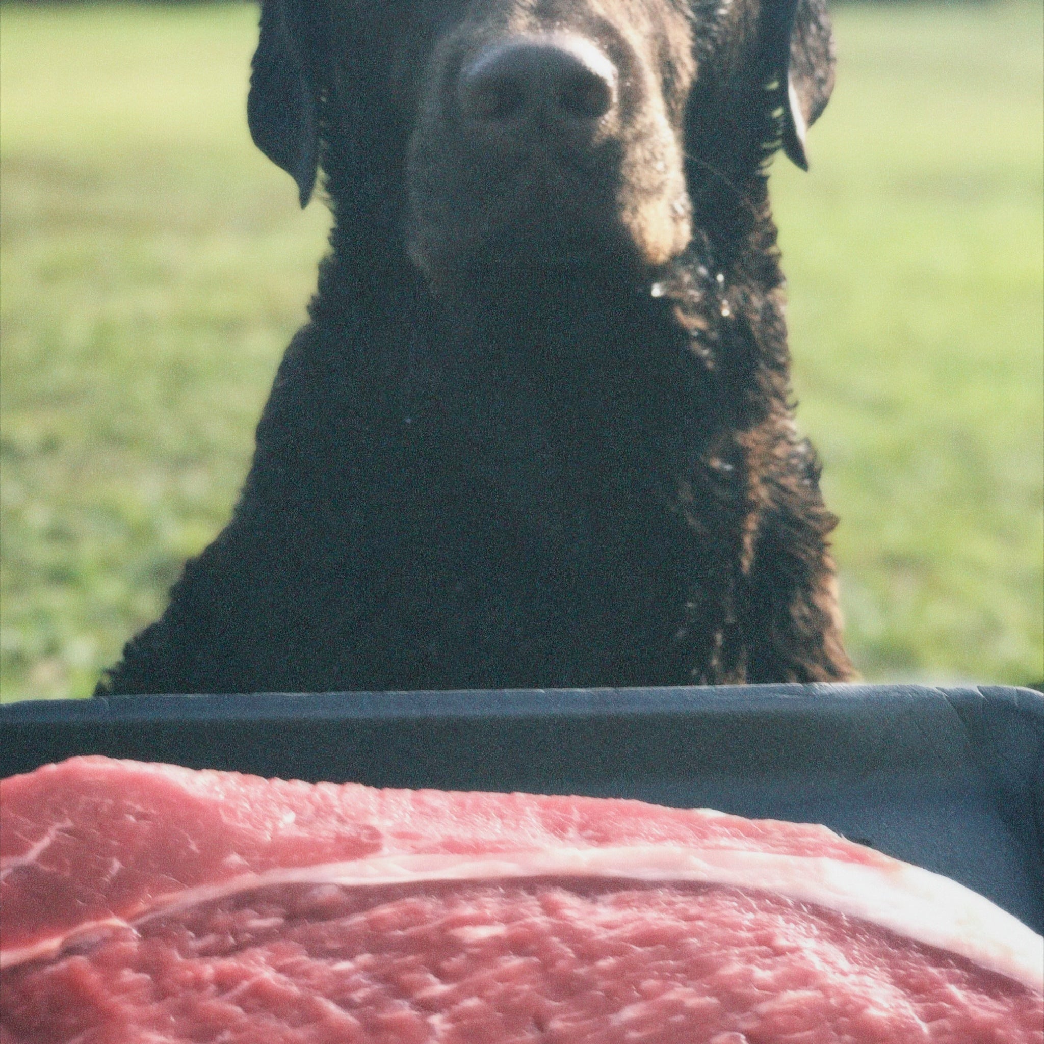 Dog sitting on grass with a close-up of raw meat in the foreground