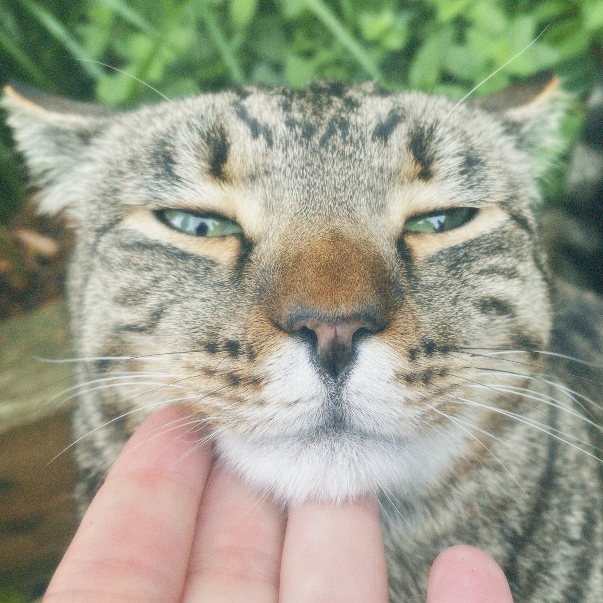 Cat being petted by a person with greenery in the background