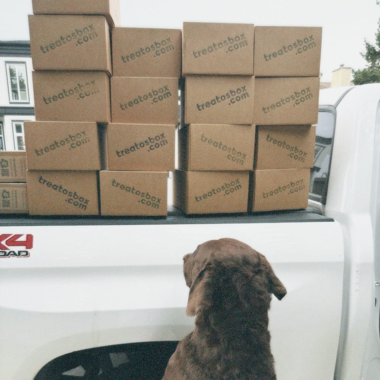 Dog looking at a pile of boxes in the back of a truck, with a social media interface overlay.