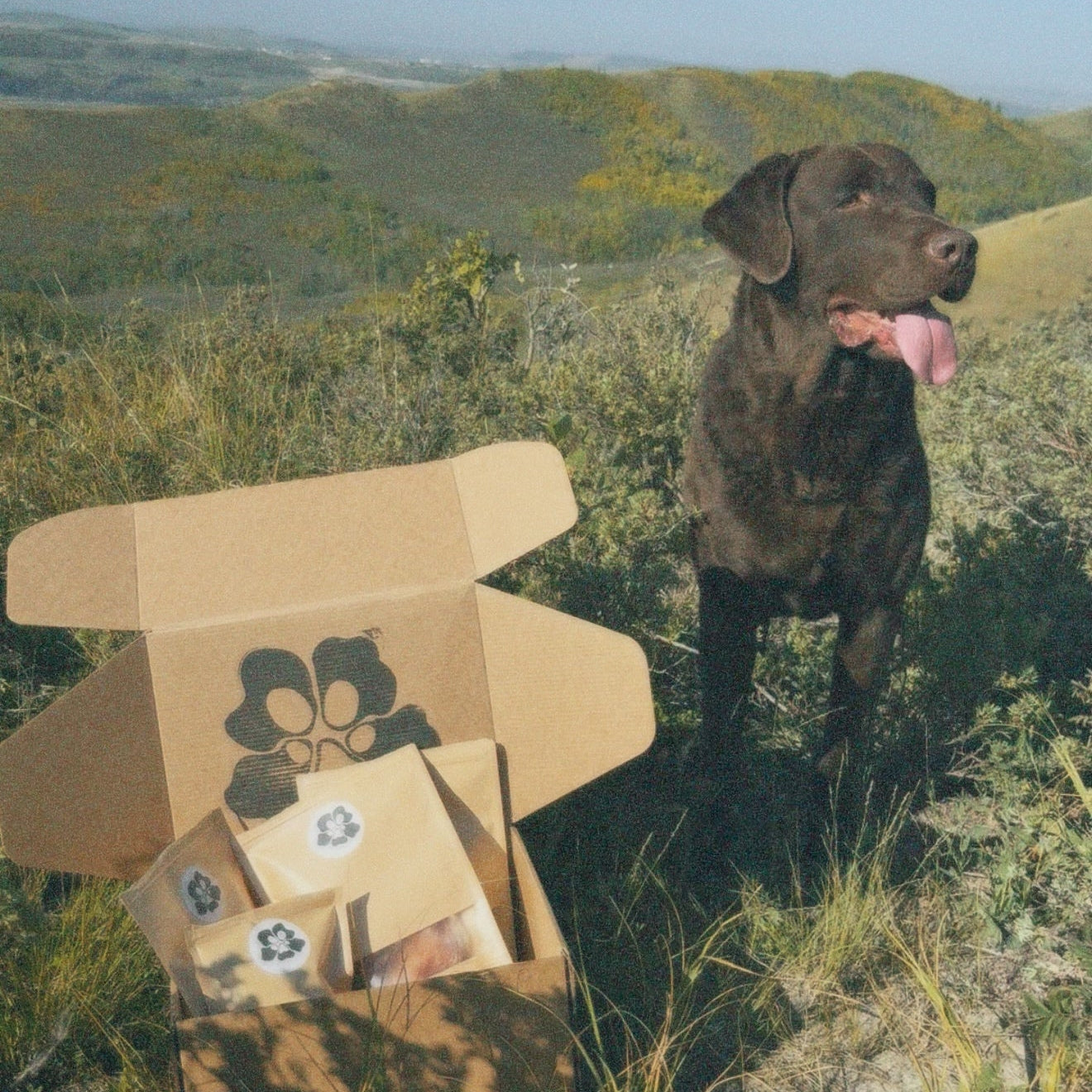 Dog standing next to an open treatos box in a natural setting