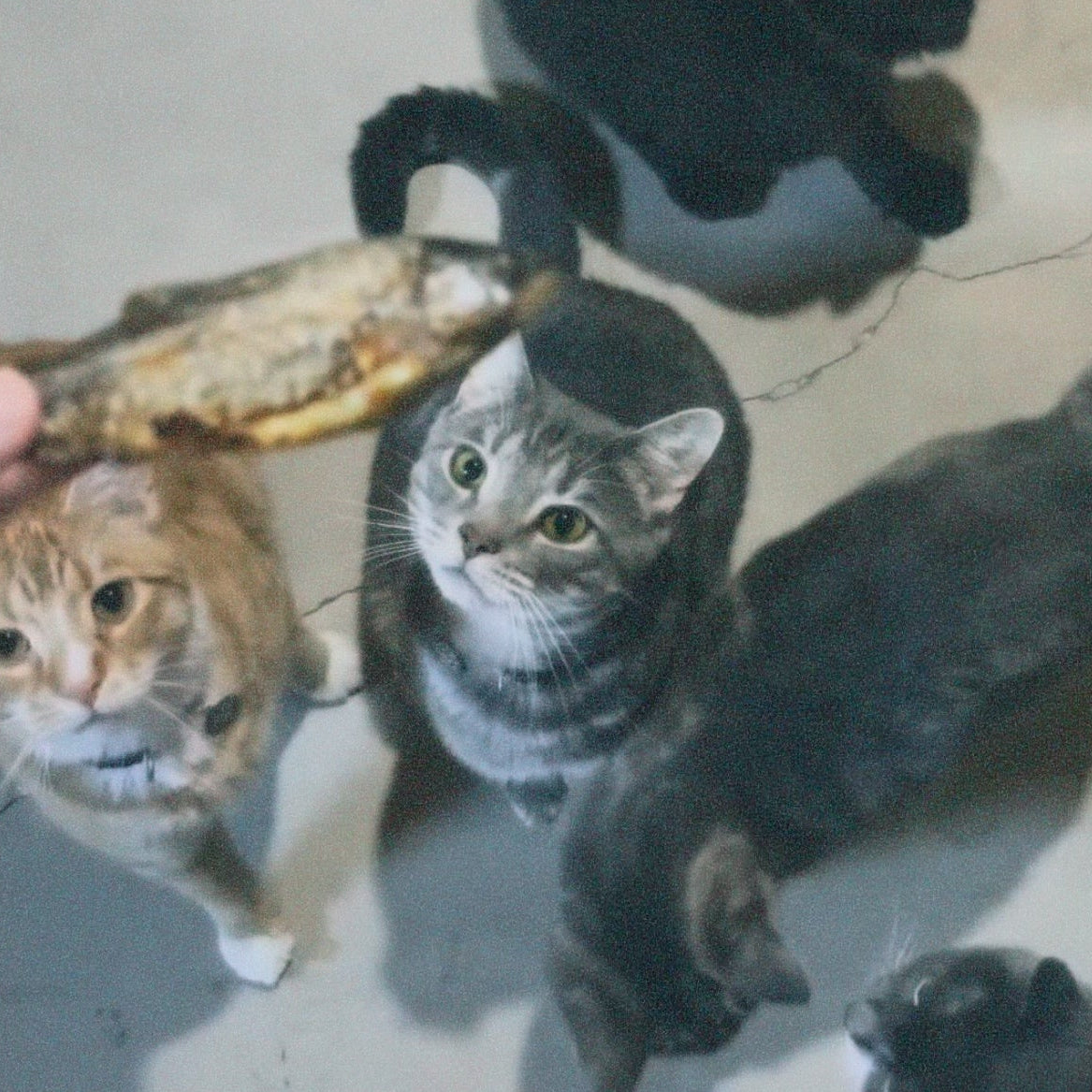 Three cats looking at a fish on a textured surface.
