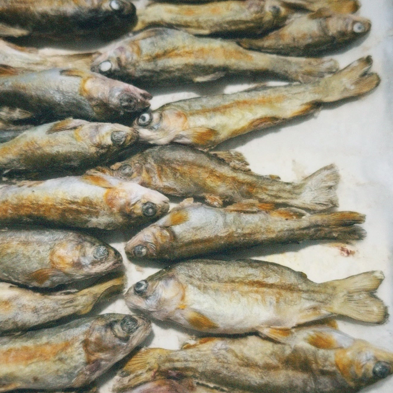 Roasted fish on a baking tray