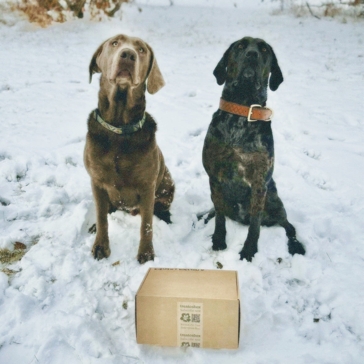 Two dogs sitting in the snow with a treatos box in front of them.