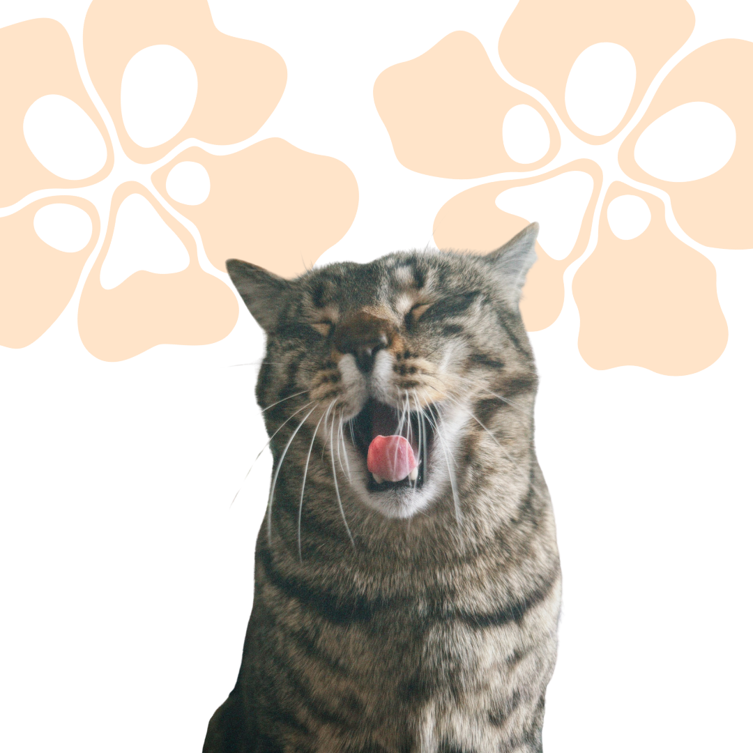 Cat with a Treatos Box logo patterned background representing the treatos box "The cat box"
