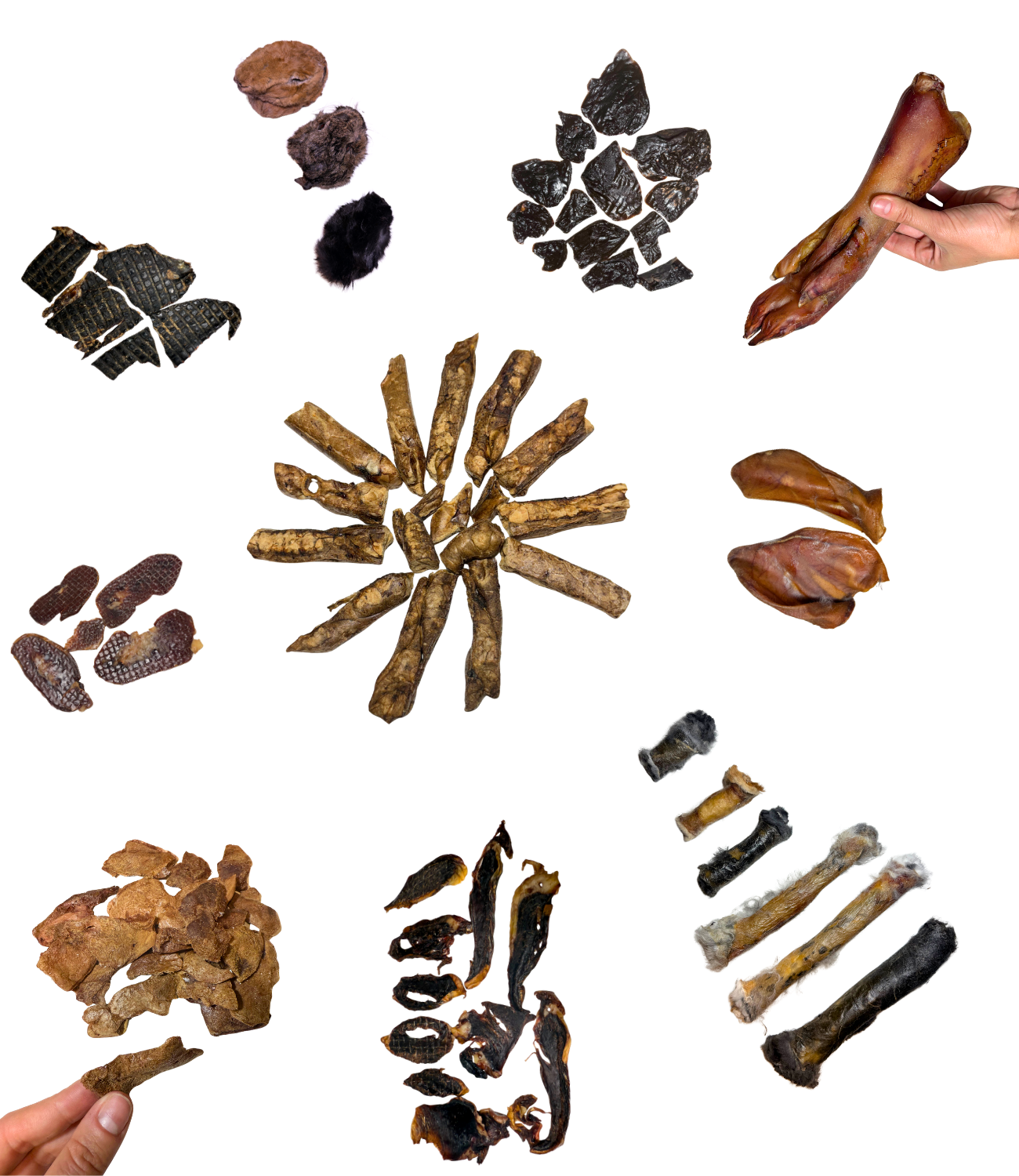 Hand holding a large dried animal foot against a white background