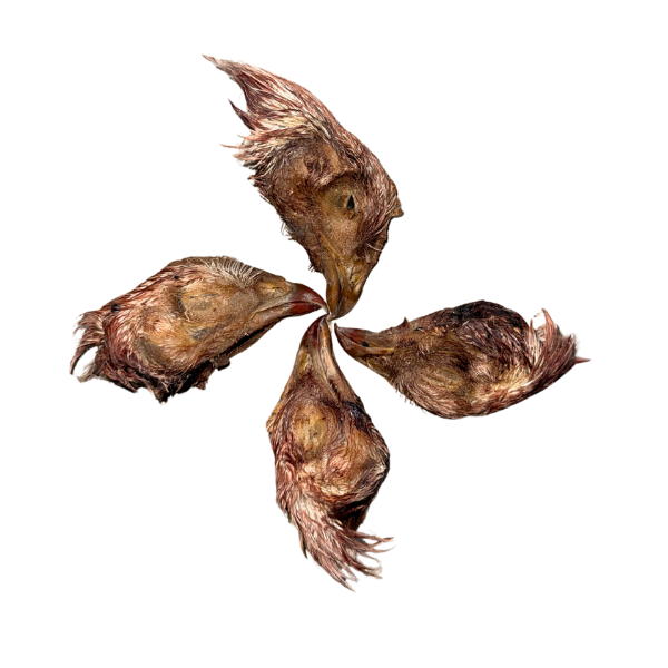 Four dried bird heads arranged in a circular pattern on a white background