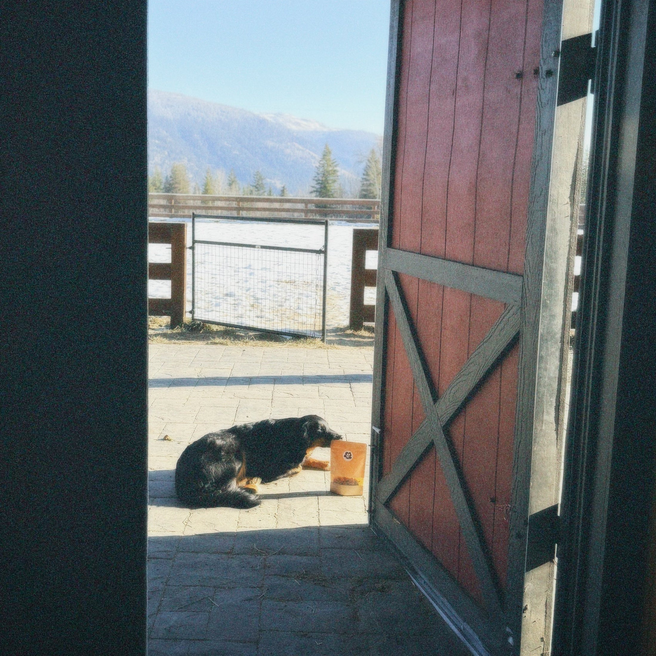 Dog lying on the ground outside a barn with mountains in the background