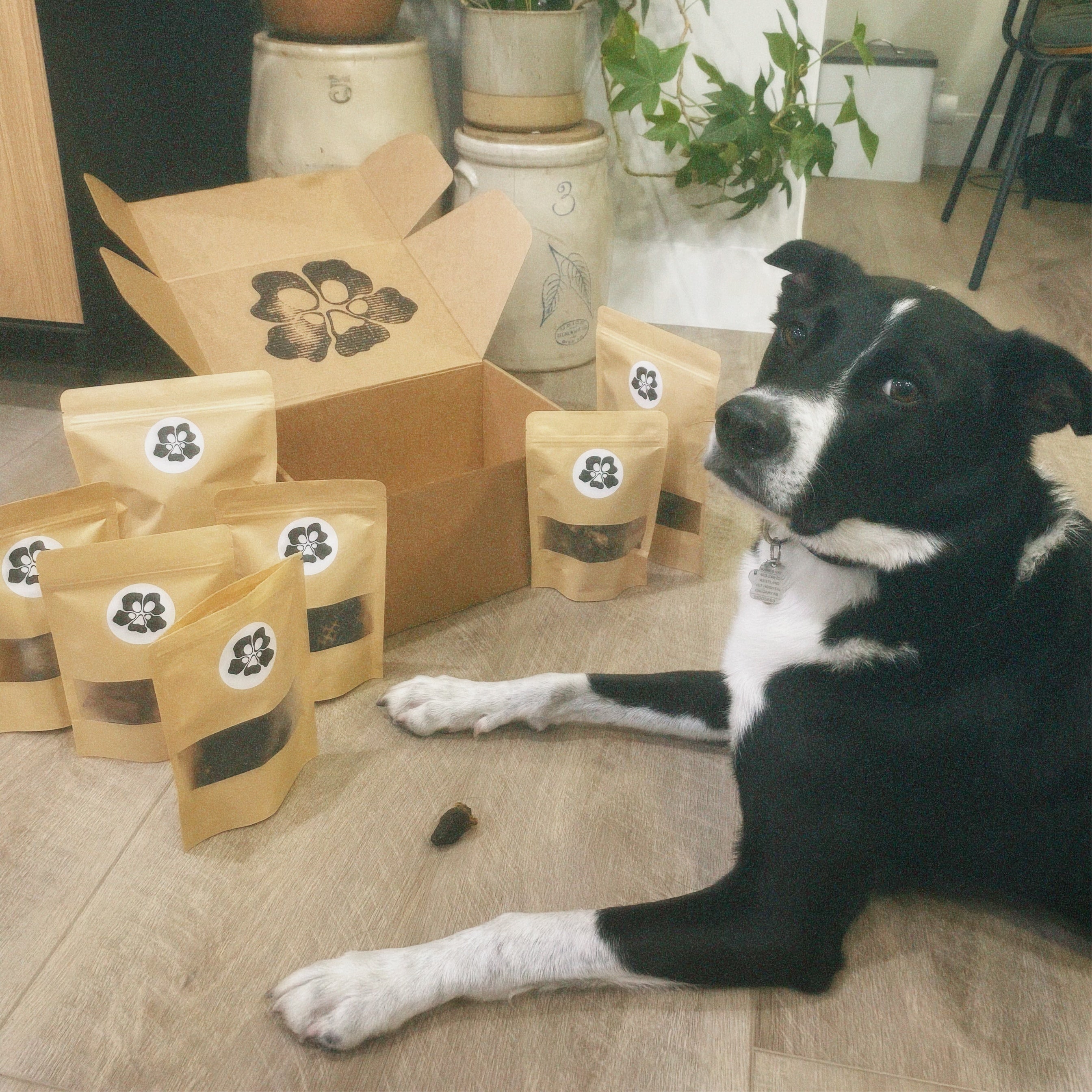 Dog sitting on a floor with bags of TREATOS BOX  in a home setting