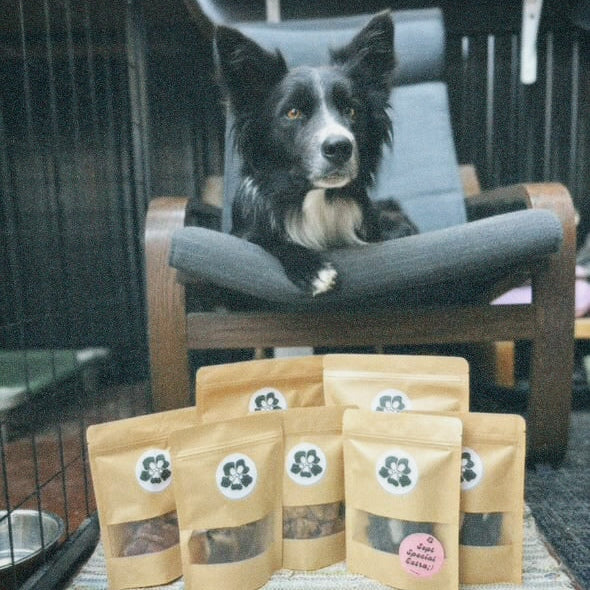 Dog sitting on a pet bed with bags of treatos box dog treats in the foreground