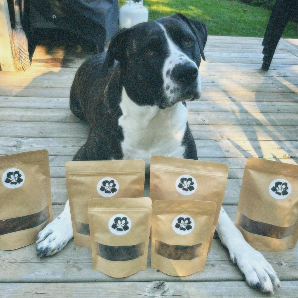 Dog sitting behind six treatos box brown bags with black labels on a wooden deck.