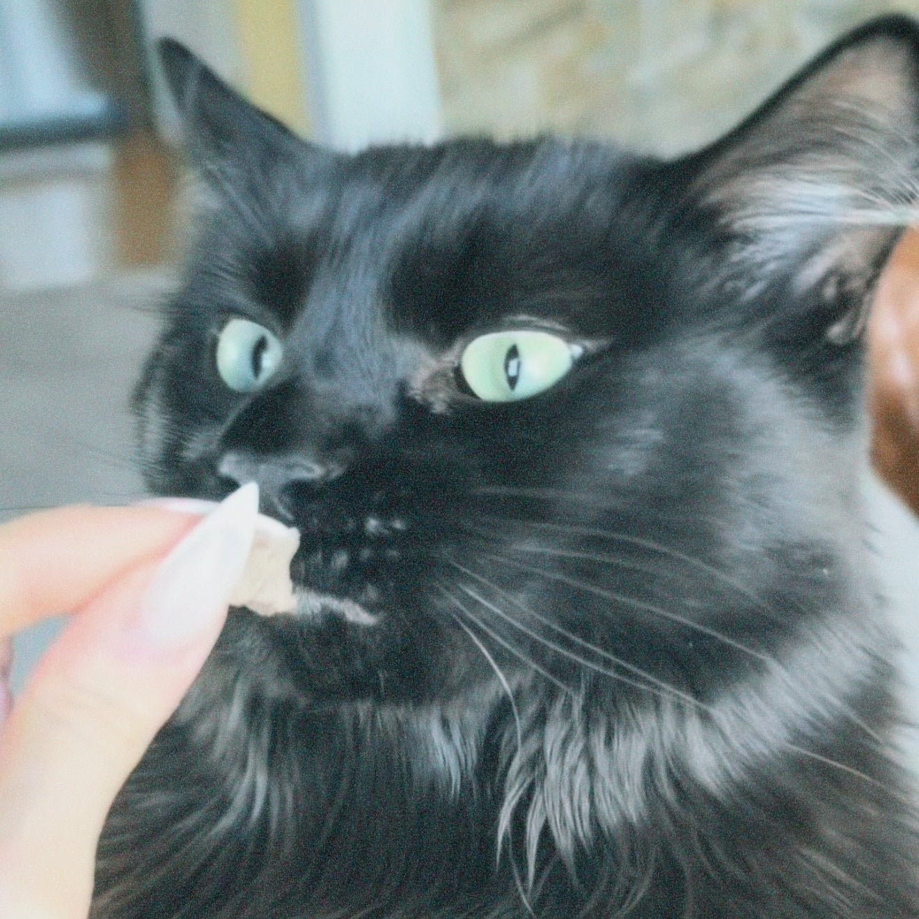 Black cat being fed by a person indoors
