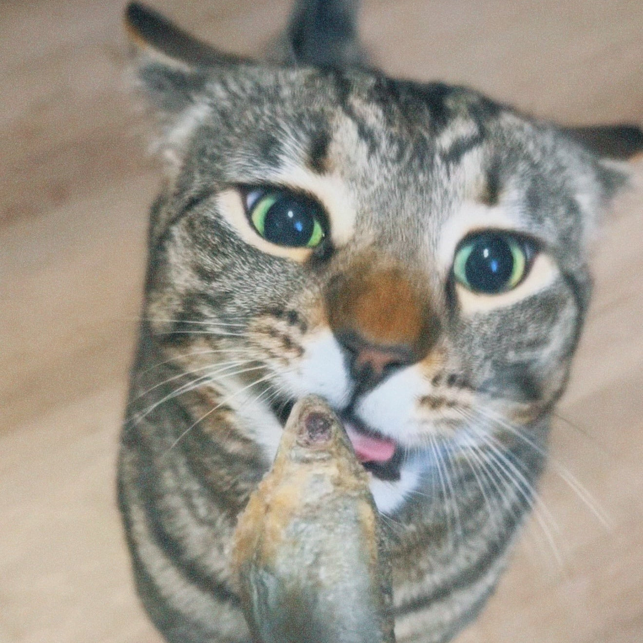 Cat looking at a fish held by a hand on a wooden floor