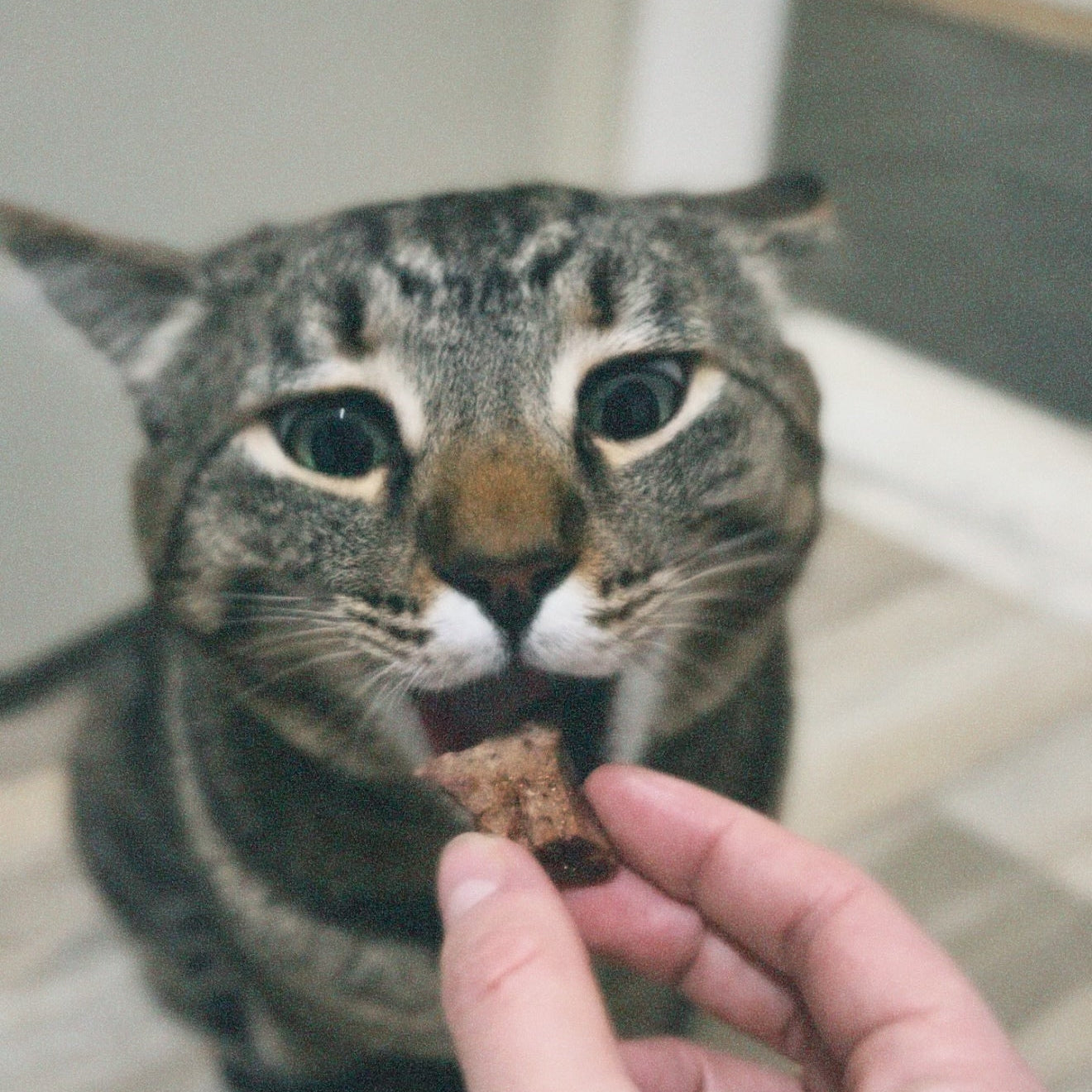 Cat looking at a treat held by a hand on a wooden floor.
