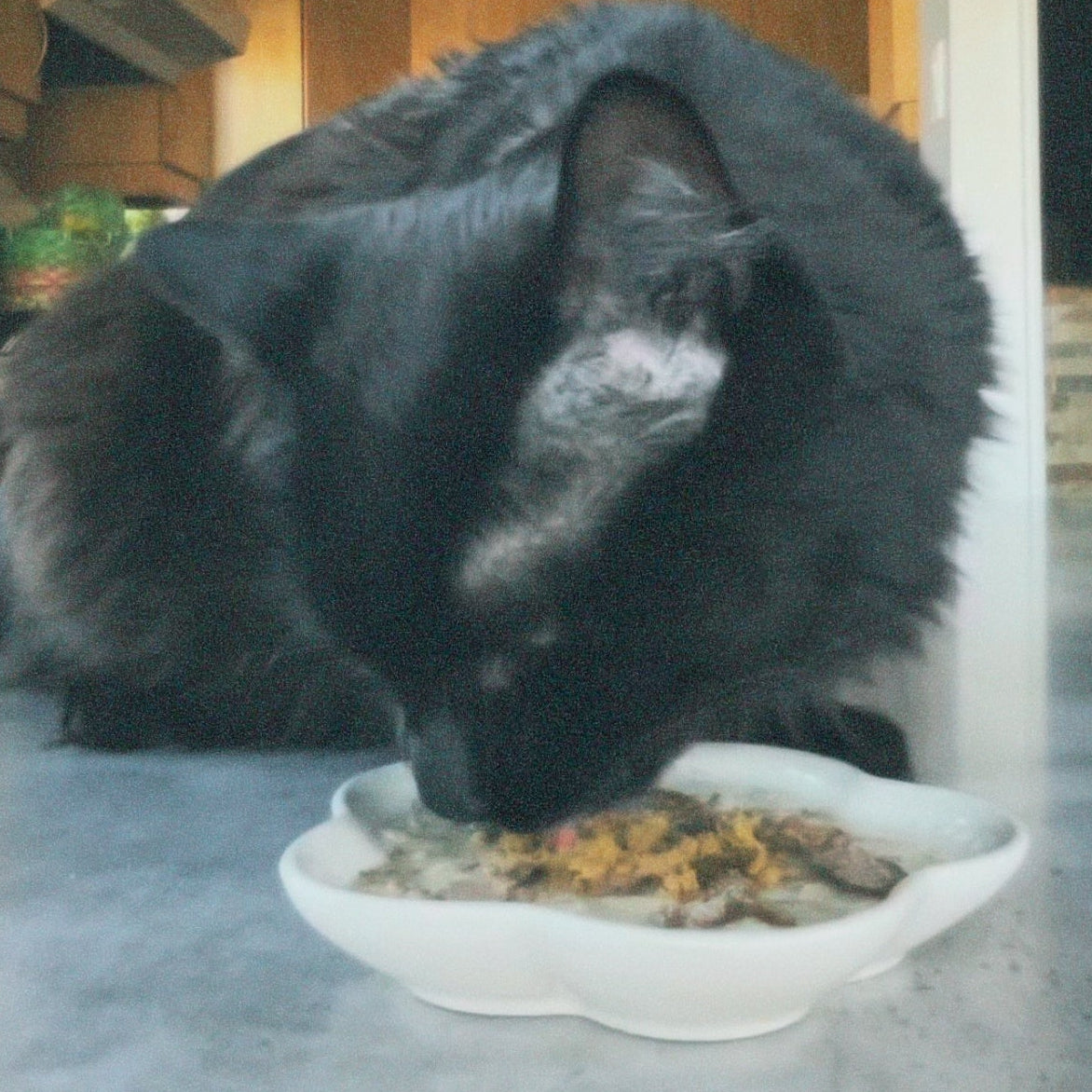 Black cat eating from a bowl on a kitchen counter
