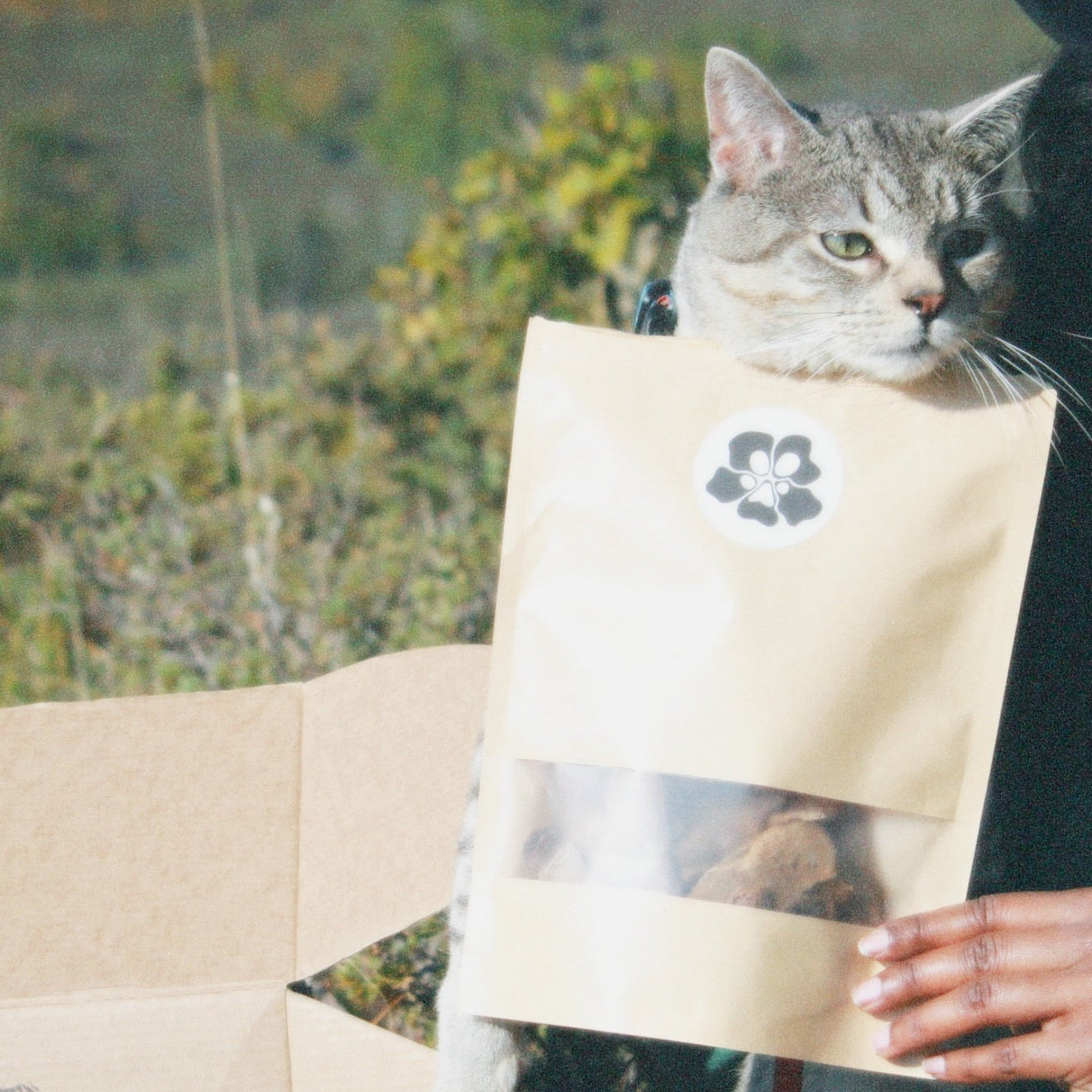 Cat peeking out from a paper treatos box bag held by a person with a scenic background