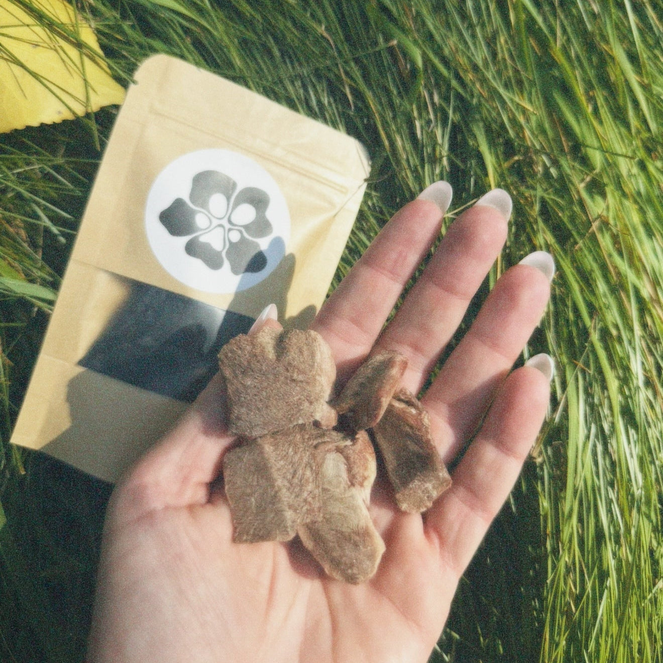 Hand holding cat treatos grass background