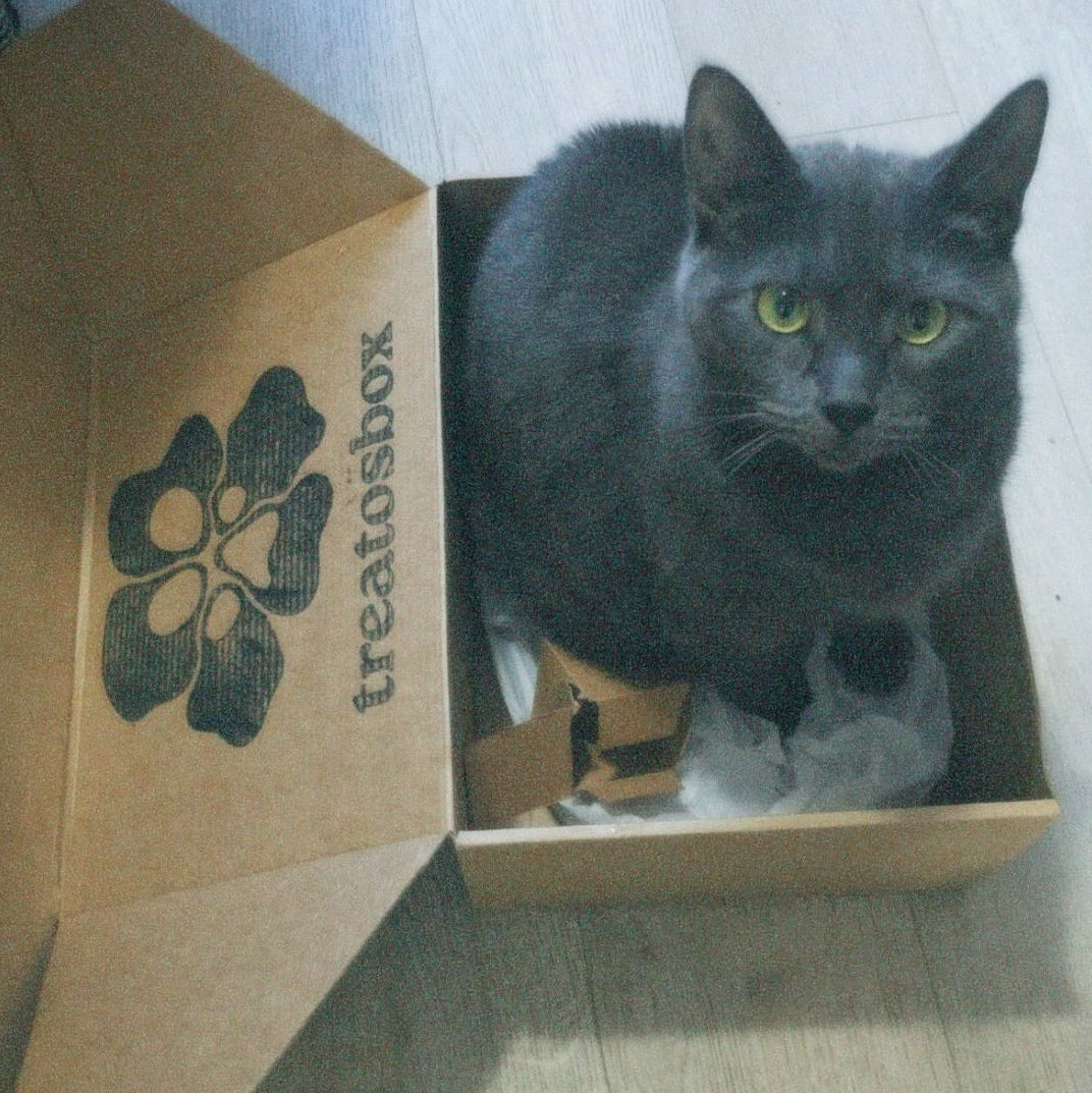 Gray cat inside a cardboard box with Treatsbox branding on a wooden floor.